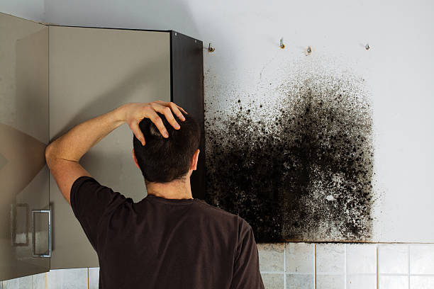 Professional Mold Removal in Boiling Spring Lakes, NC